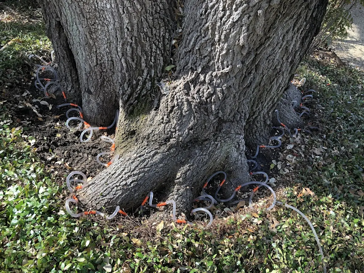 Detailed Tree Cabling and Bracing job site in Spalding