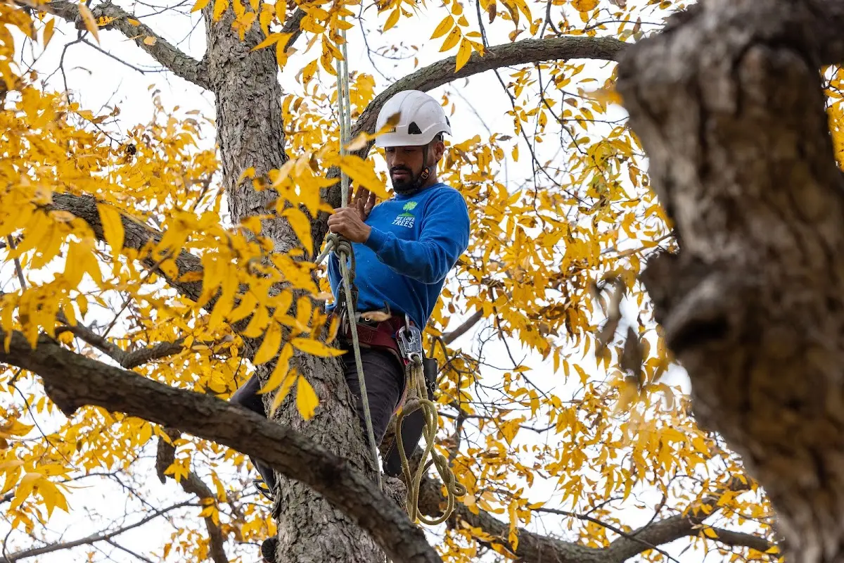 Skilled Storm Damage Cleanup crew working in Spalding